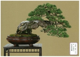 ◆終了◆ 第37回日本盆栽大観展